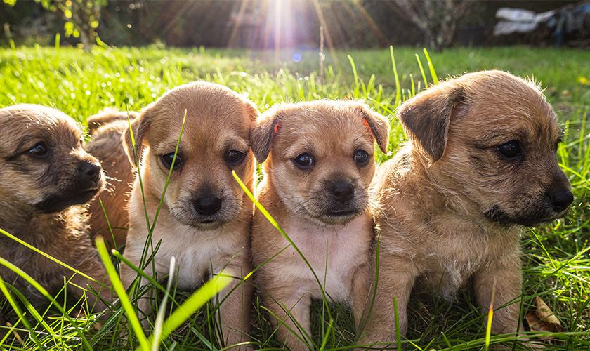 Chiots alignés sur la pelouse