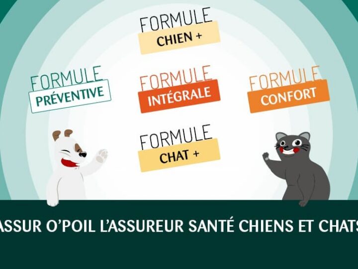 formules assurance animaux mutuelle chien mutuelle chat