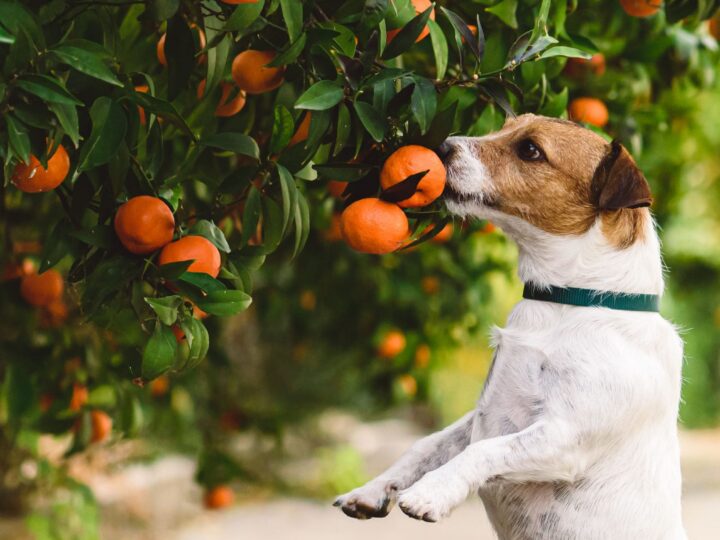 fruits pour chien oranges