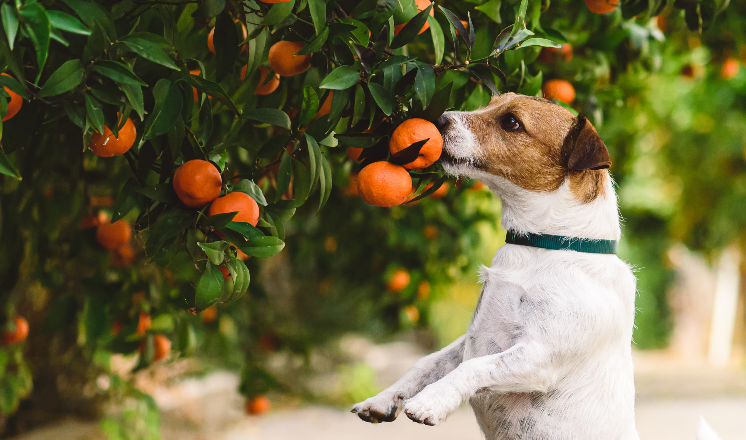 fruits pour chien oranges