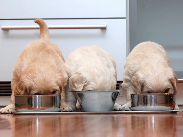 nourrir son chien choisir gamelle