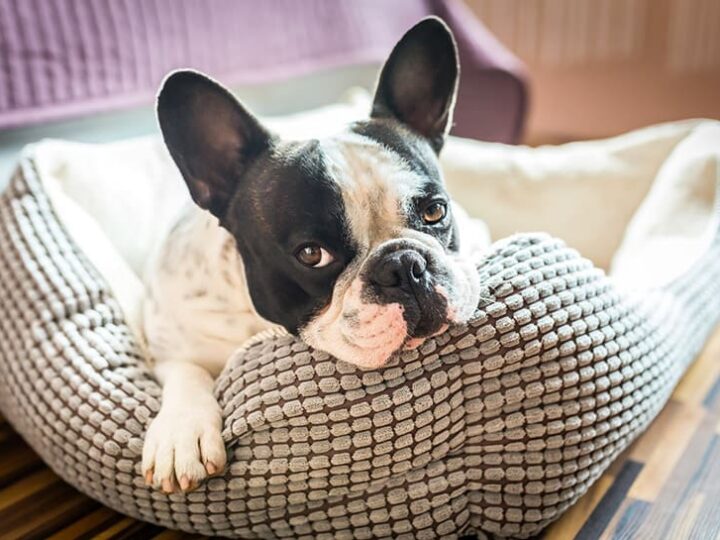 herpes chien sante