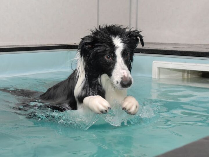 hydrotherapie pour chien