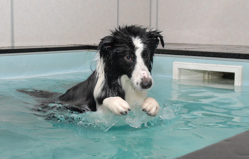hydrotherapie pour chien