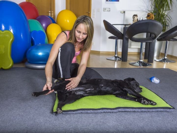 kine pour animaux