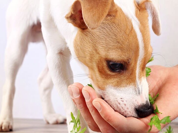 Chien mangeant de la salade