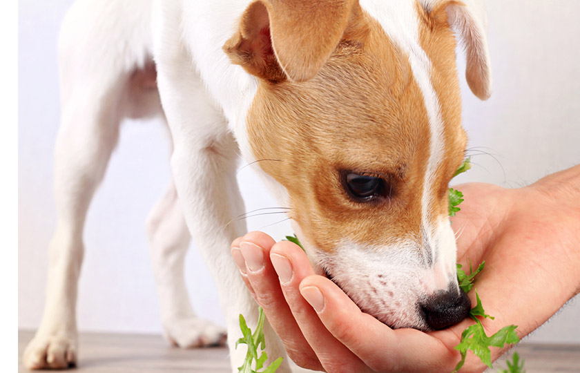 Chien mangeant de la salade