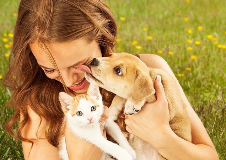 les animaux et la chaleur actualite
