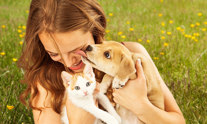 les animaux et la chaleur actualite