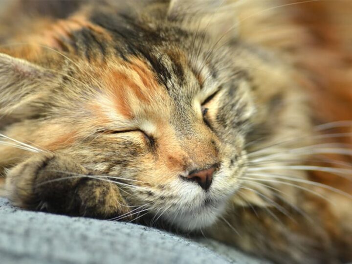 les chats et la chaleur sante prevention chat