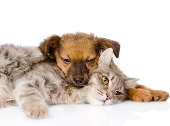 maladie de peau assurance animaux e1446042848418