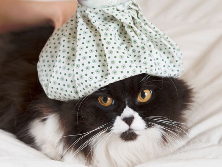 maladie des chats sante prevention