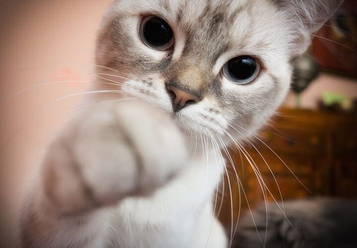 maladie des griffes du chat traitement