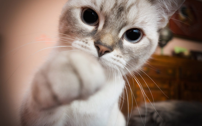 maladie des griffes du chat traitement