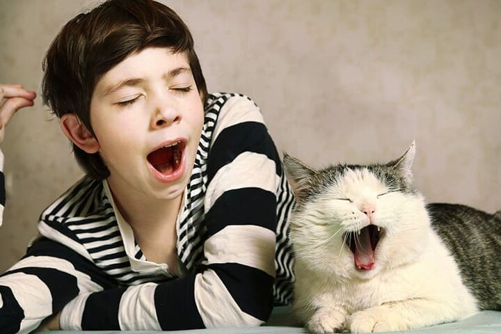 mon chat miaule la nuit