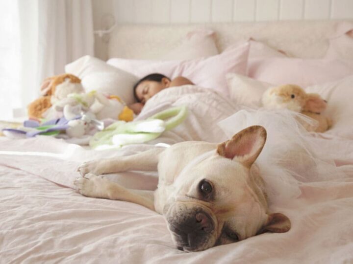 mon chien dort avec moi education