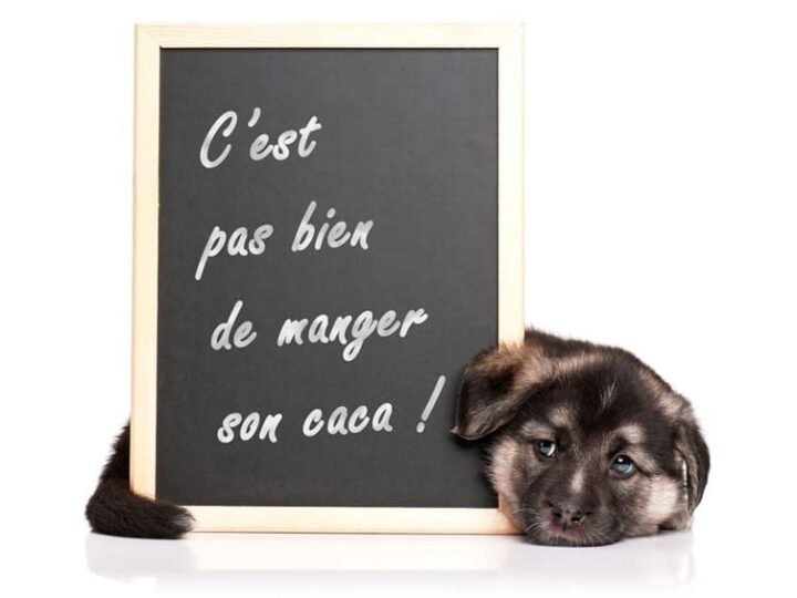 mon chien mange ses crottes
