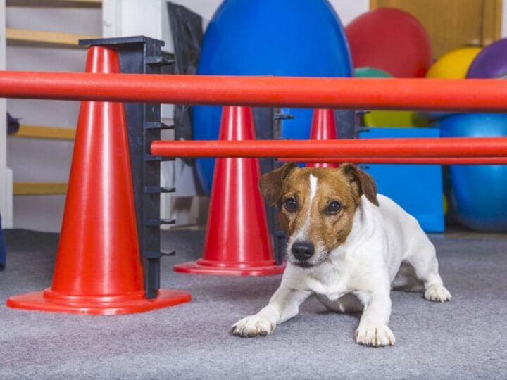 mon chien saute sur les gens education