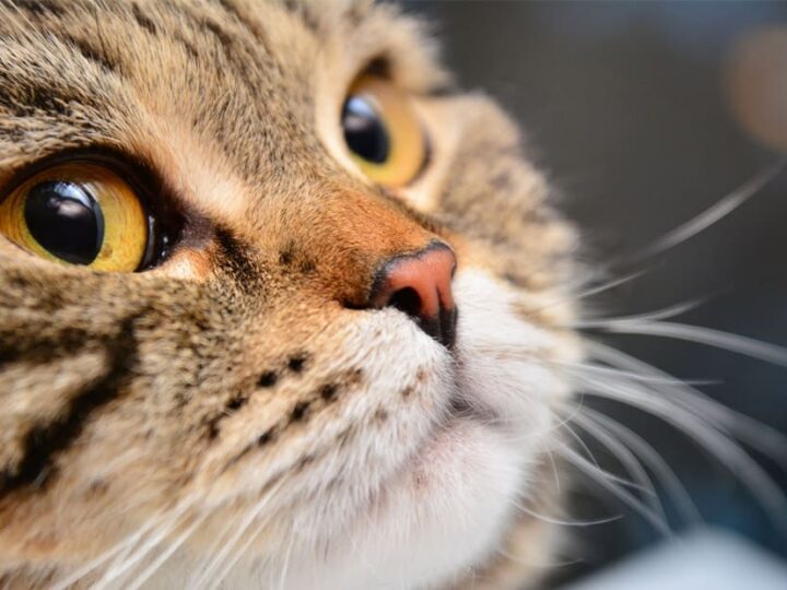 moustaches du chat