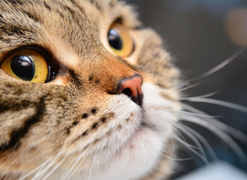 moustaches du chat