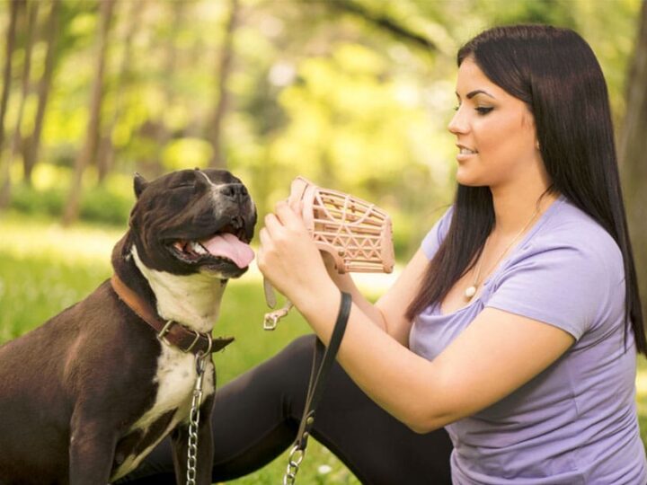museliere chien education