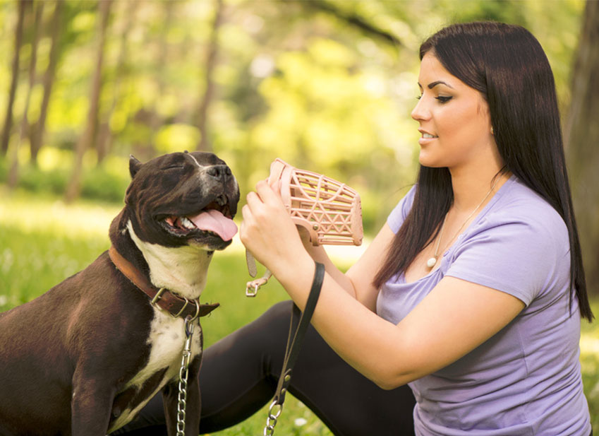 Muselière de frappe grillagée pour chien rottweiler «Attaque»