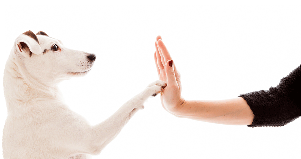 Un chien qui fait un check