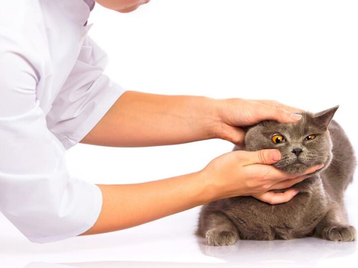 nettoyer chat yeux entretien