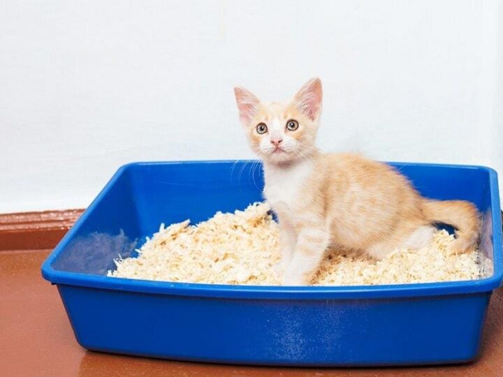 nettoyer litiere chat entretien