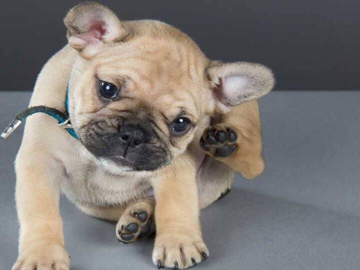parasite chien bien etre