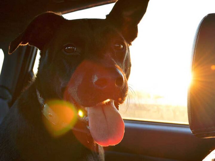 partir avec son chien education