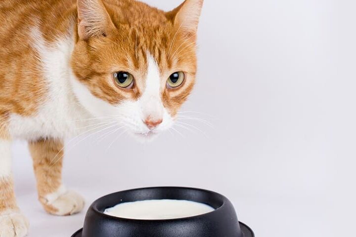 peut on donner du lait a un chat
