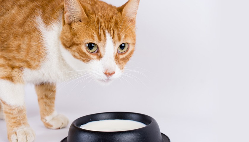 Lait et chat : Peut-on vraiment donner du lait à un chat ?