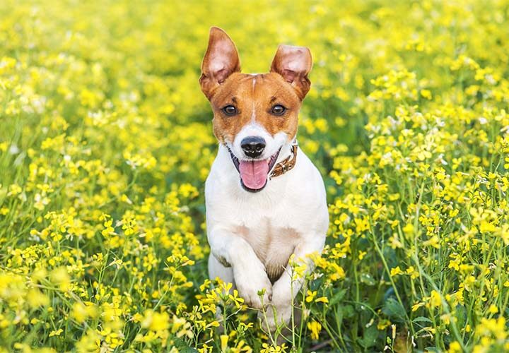 piqure guepe chien insecte