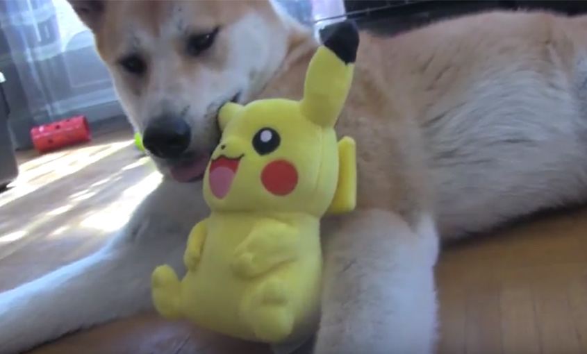 pokemon go promener son chien