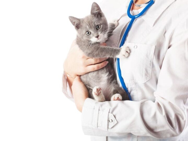 premiere visite veterinaire chat sante