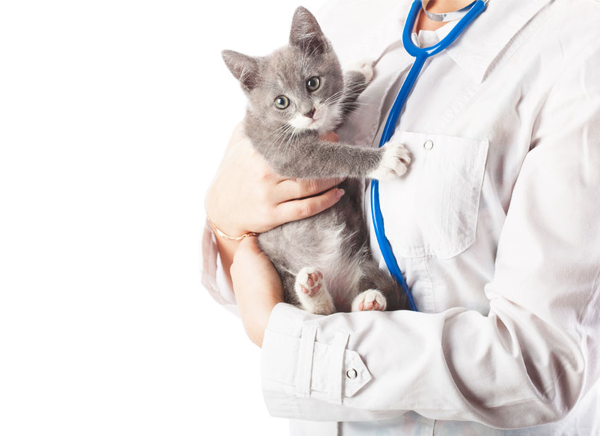 premiere visite veterinaire chat sante