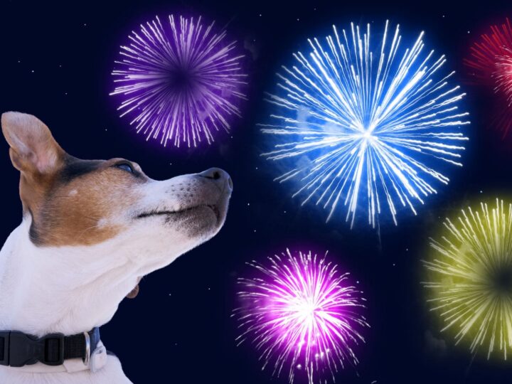 Jack russell terrier devant le ciel avec des feux d'artifice.