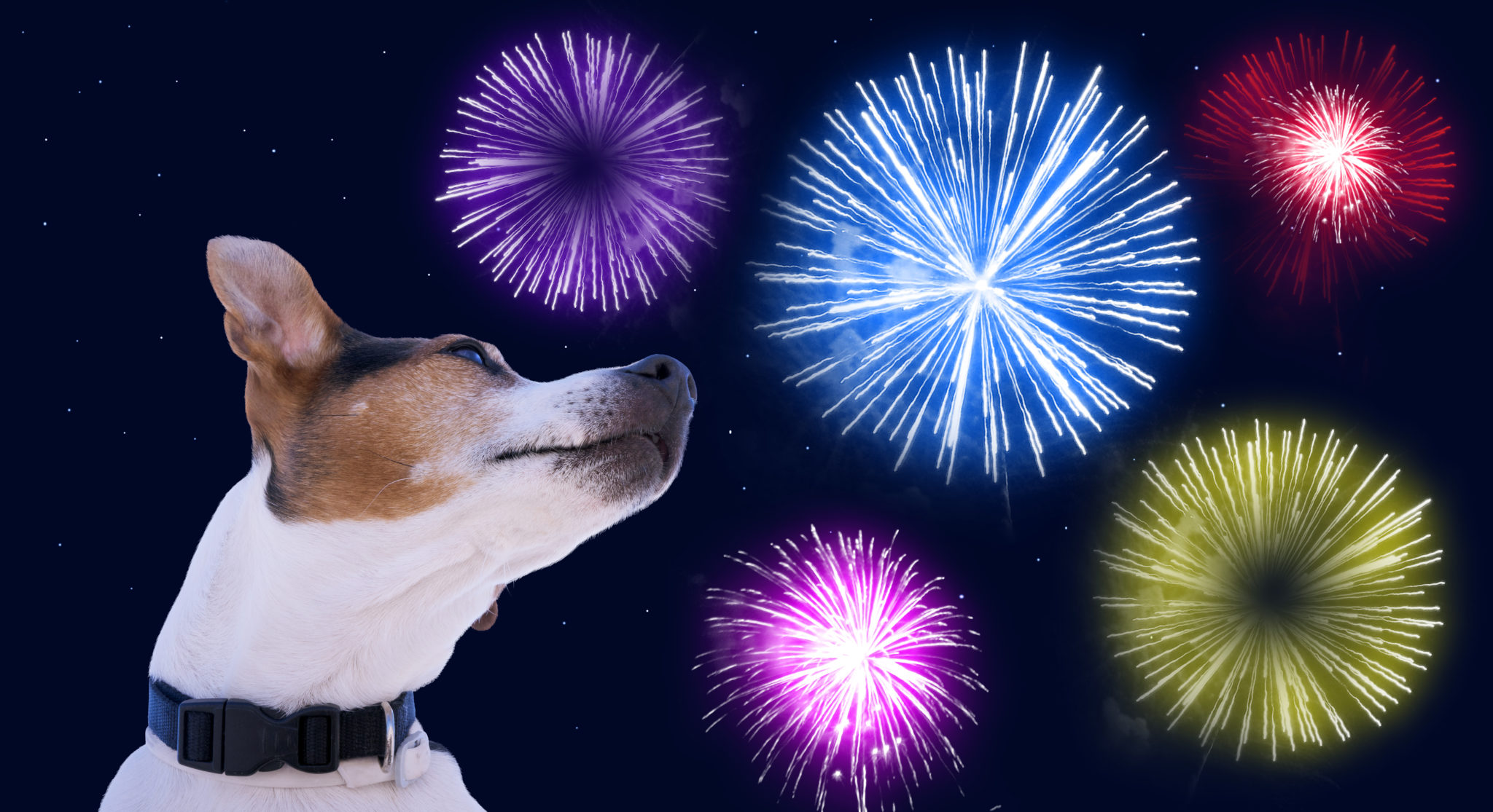 Jack russell terrier devant le ciel avec des feux d'artifice.