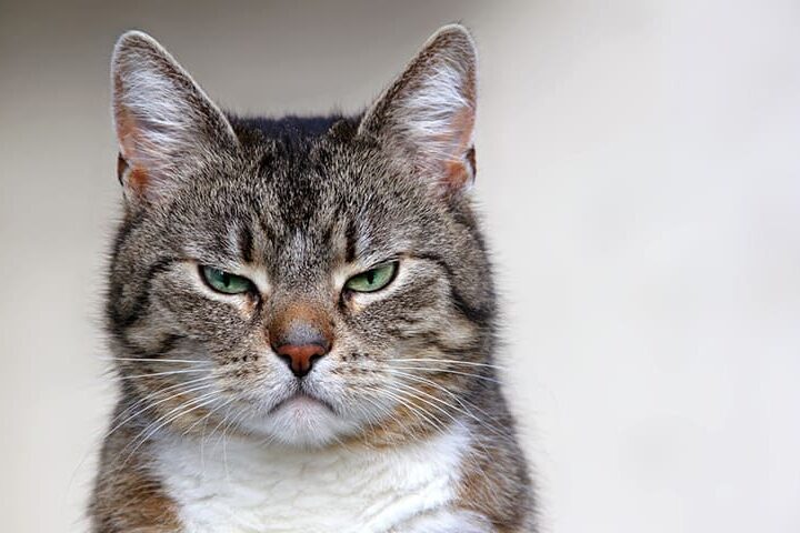 psychologie du chat emotions