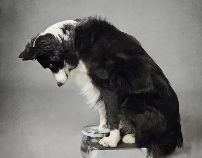 regime pour chien