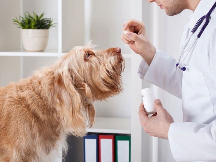 remboursement medicaments assurance animaux