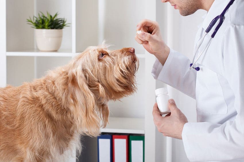 remboursement medicaments assurance animaux