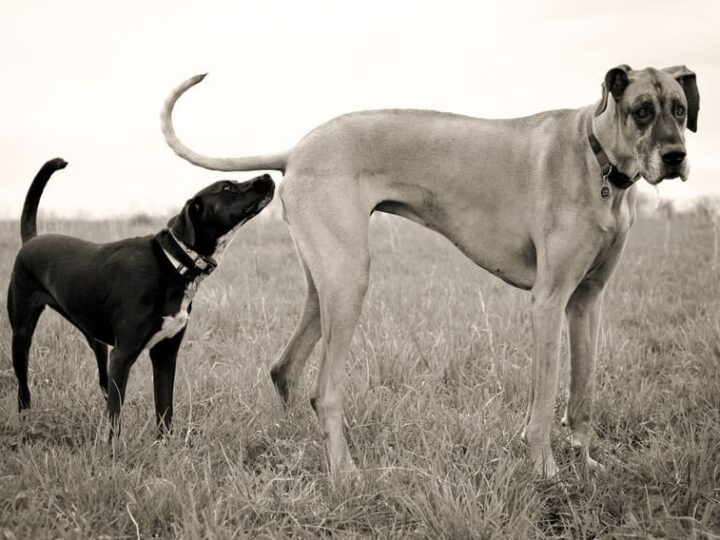 odorat chien renifle derriere
