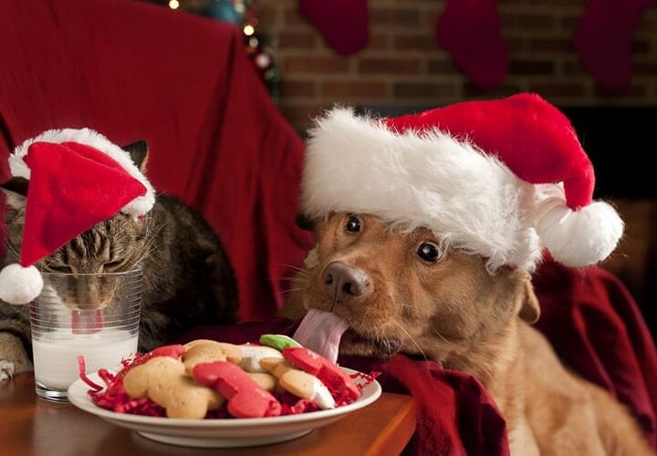 repas de noel chien chat