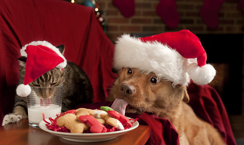 repas de noel chien chat