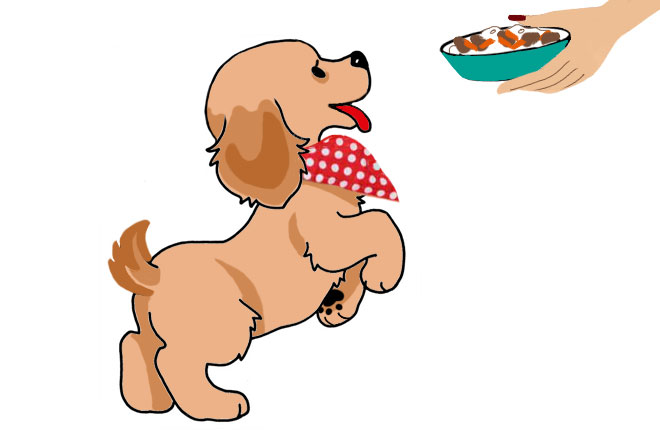 riz boeuf carottes astuces chien blog