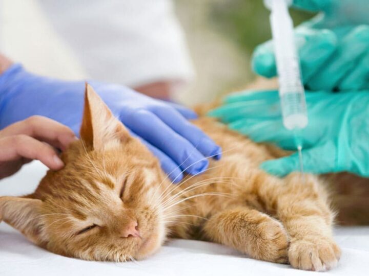 sante prevention chat vaccin