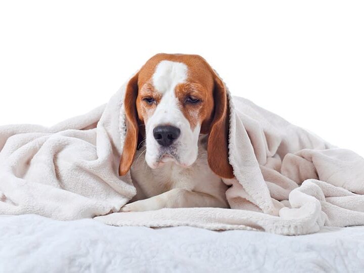 sante rhume chien chat