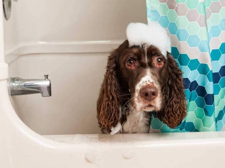 shampoing laver bien etre chien
